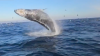 Humpback whale breaches as friends pose for a picture in Newport Beach